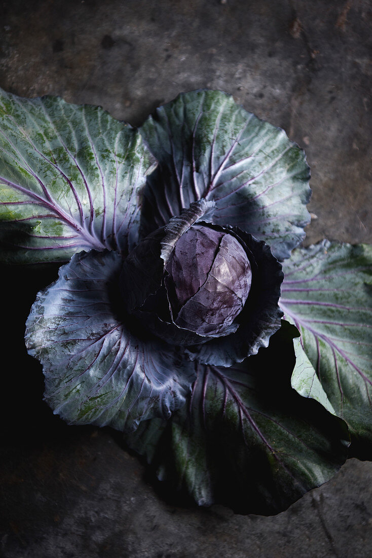 Purple Cabbage