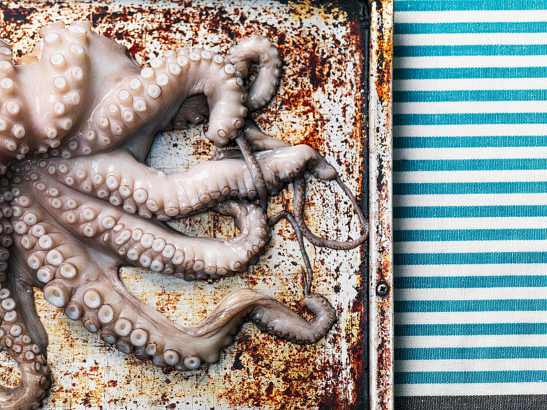 Raw octopus on baking sheet background