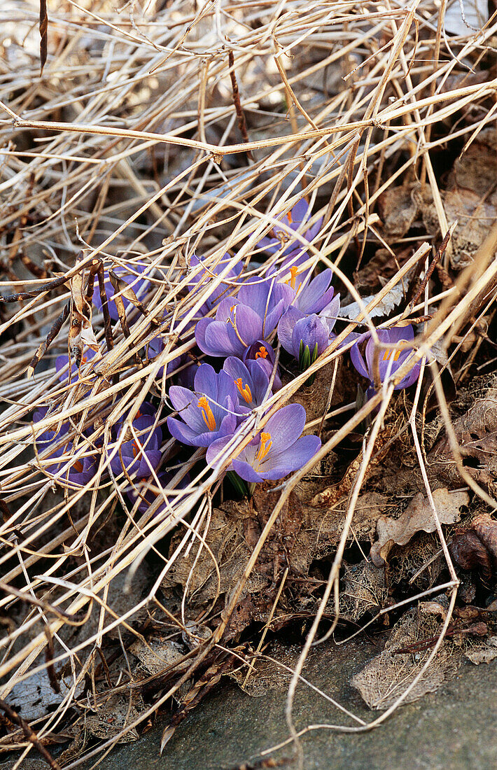 Purple crocus flowers in the ground (Crocus)