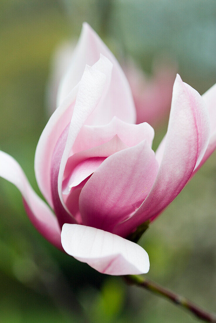 Blühende Rosenmagnolie, Niedrige Magnolie 'Susan' (Magnolia liliiflora)