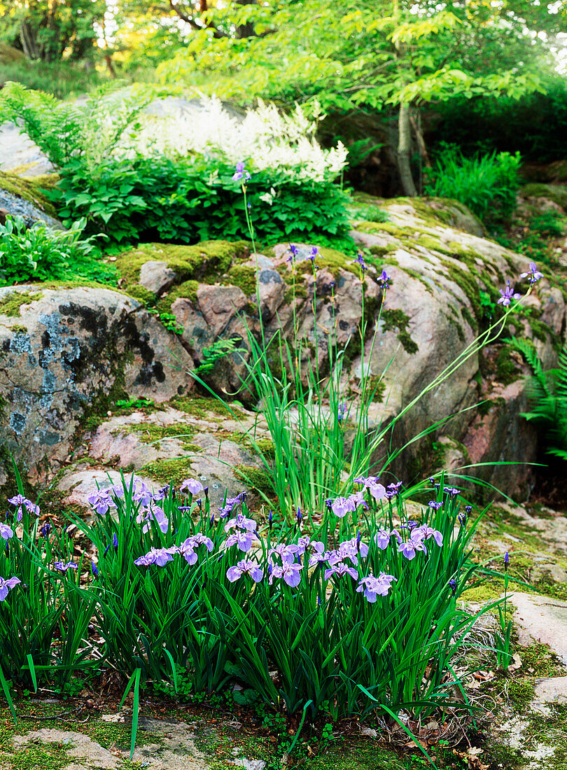 Flowering bristle iris (Iris setosa) in the forest