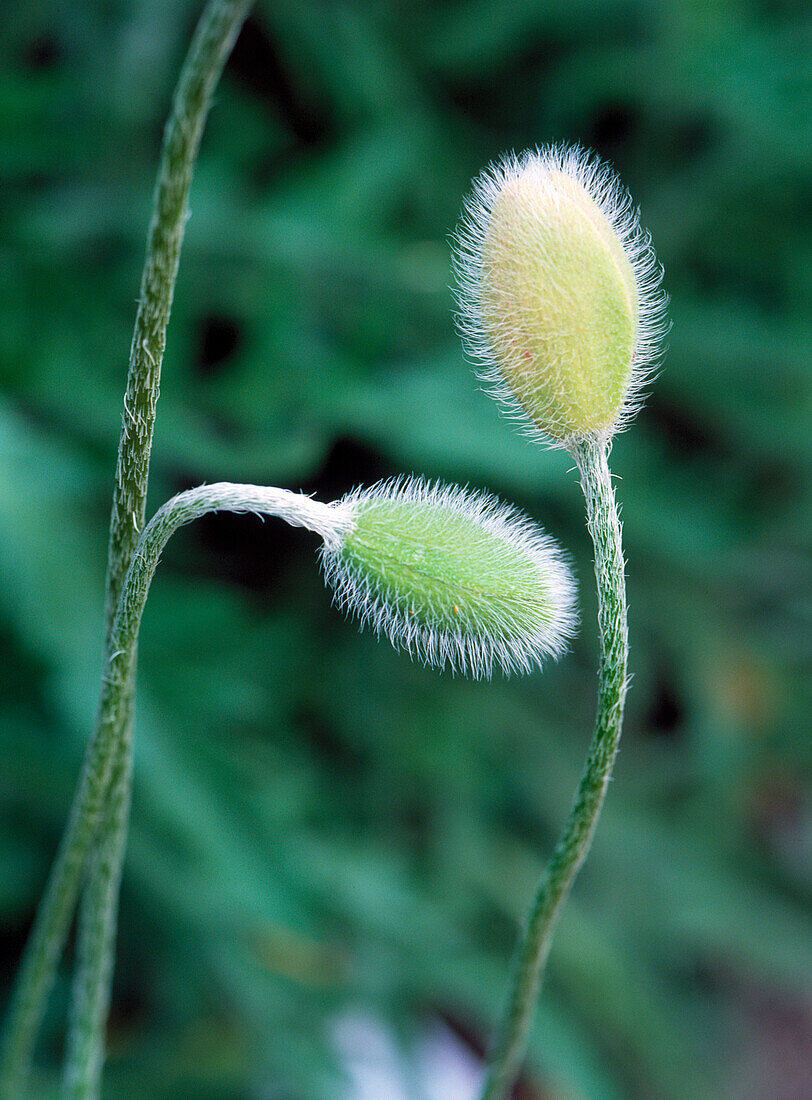 Mohnblumenknospe (Papaver)