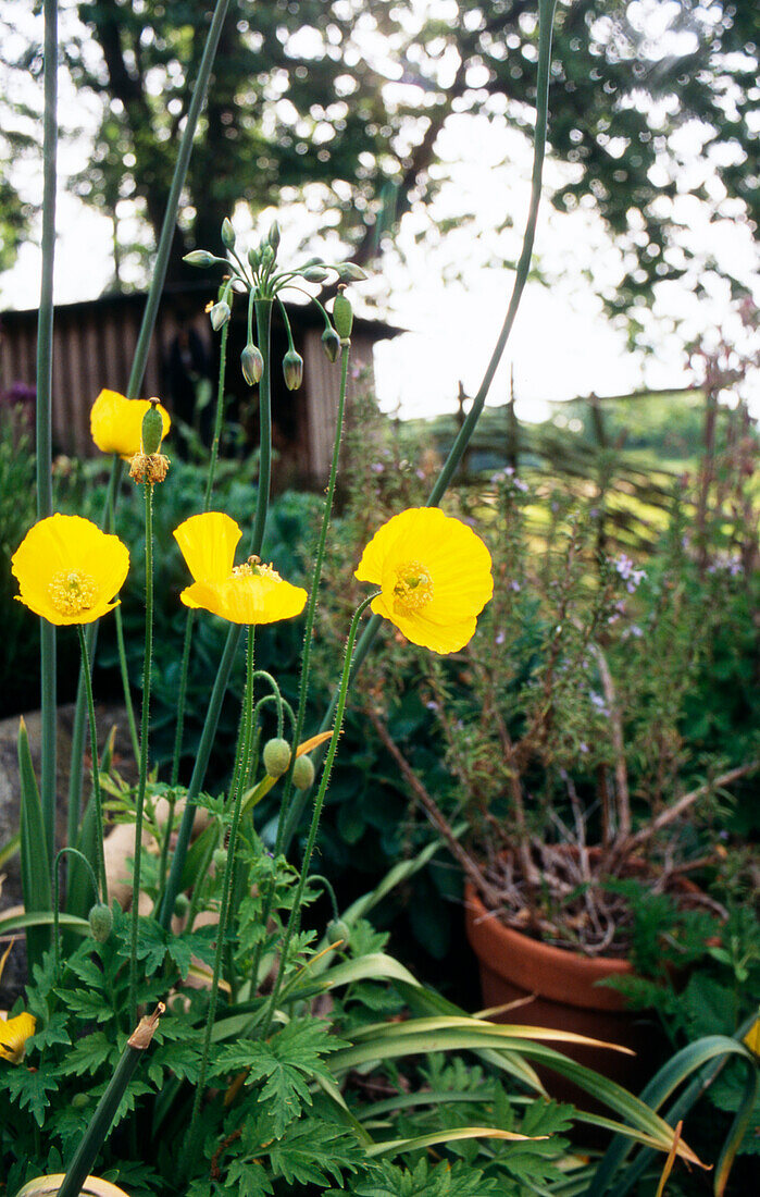 Meconopsis cambrica