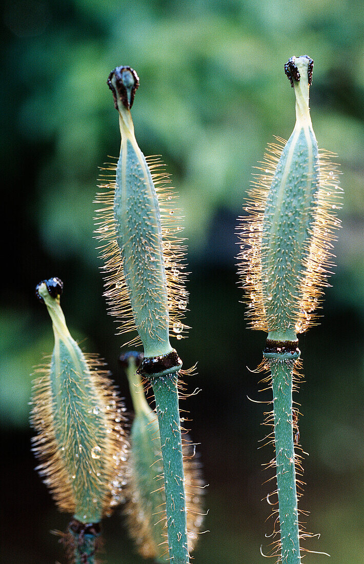 Buds of the poppy (Meconopsis) 'Meconopsis grandis', Blue Poppy