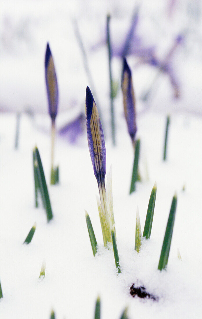 Iris reticulata