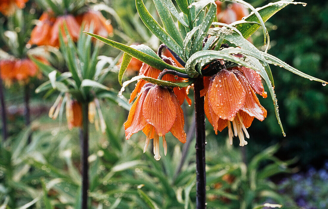 Blühende Kaiserkrone (Fritillaria imperialis) 'Rubra'