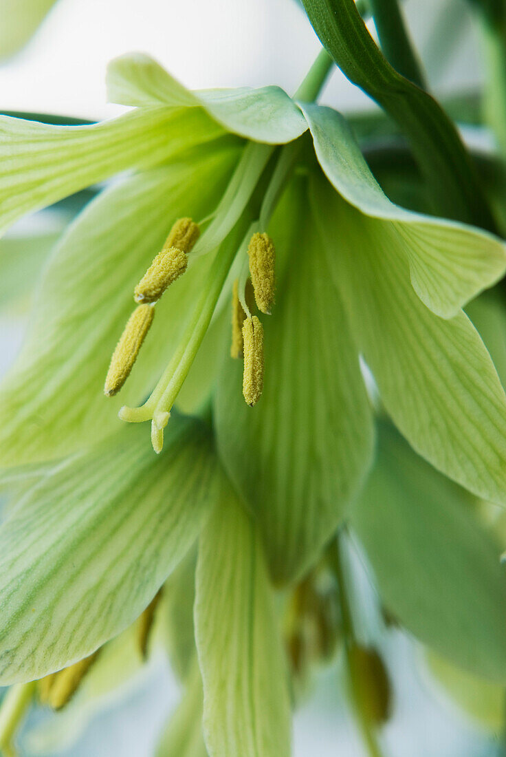 Fritillaria raddeana