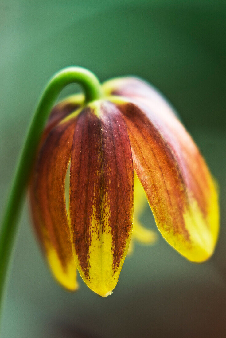 Yellow imperial crown (Fritillaria reuteri)