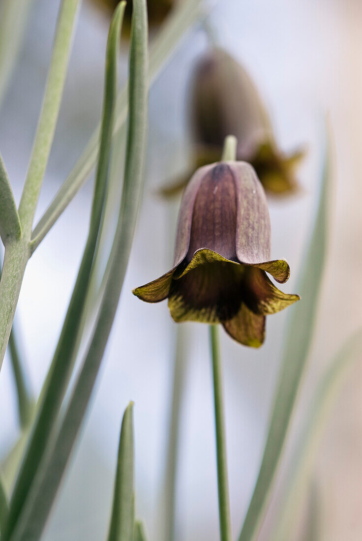 Turkish checkerboard flower (Fritillaria michailovskyi)