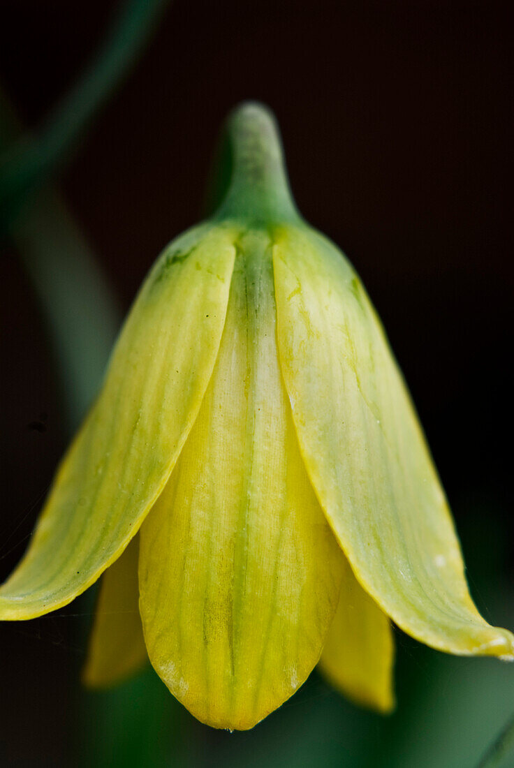 Karische Fritillarie (Fritillaria carica)