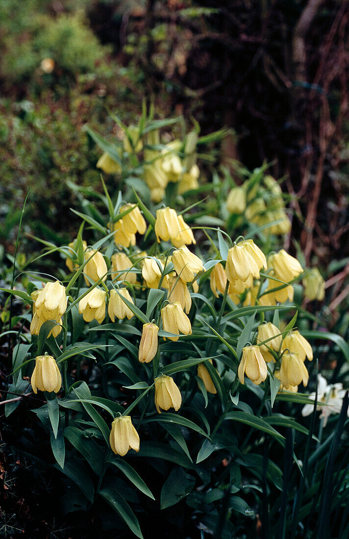 Pale-flowered checkerboard flower (Fritillaria pallidiflora) in a border