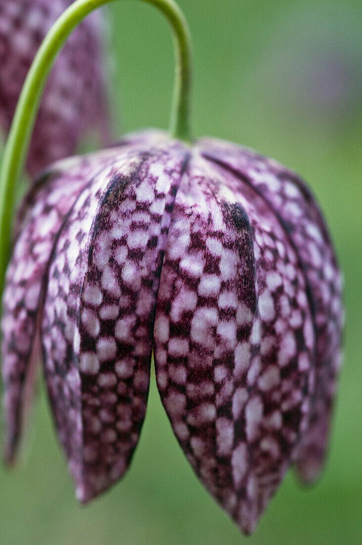 Fritillaria meleagris