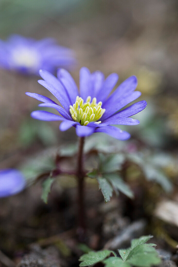 Blaues Balkan-Windröschen (Anemone blanda) 'Blue Pearl'