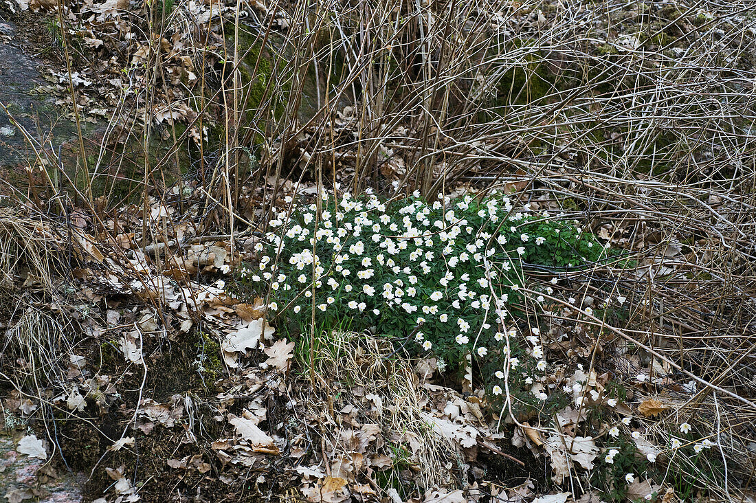 Busch-Windröschen (Anemone nemorosa) in Wiese