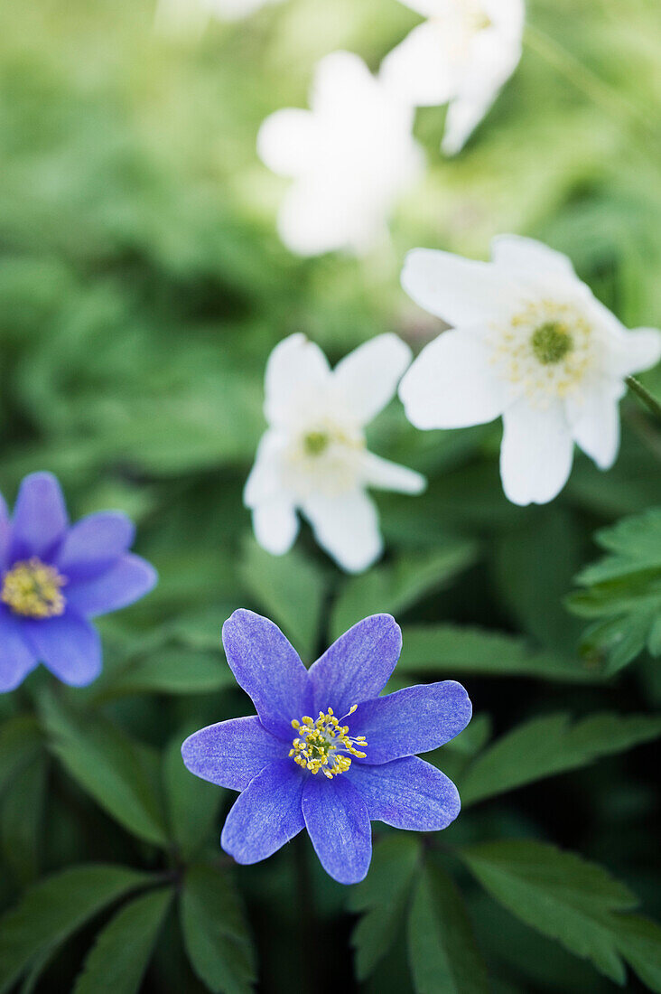 Anemone nemorosa 'Robinsoniana'