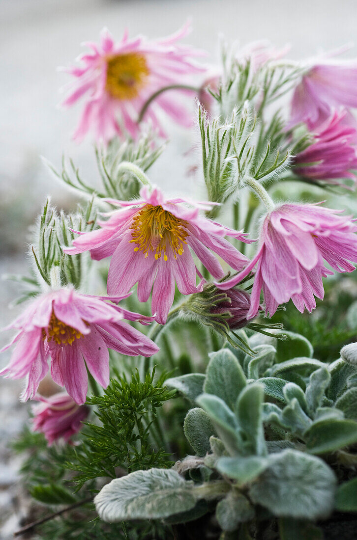 Pink flowers of cowpea (Pulsatilla vulgaris) 'Double Frills Mixed'.