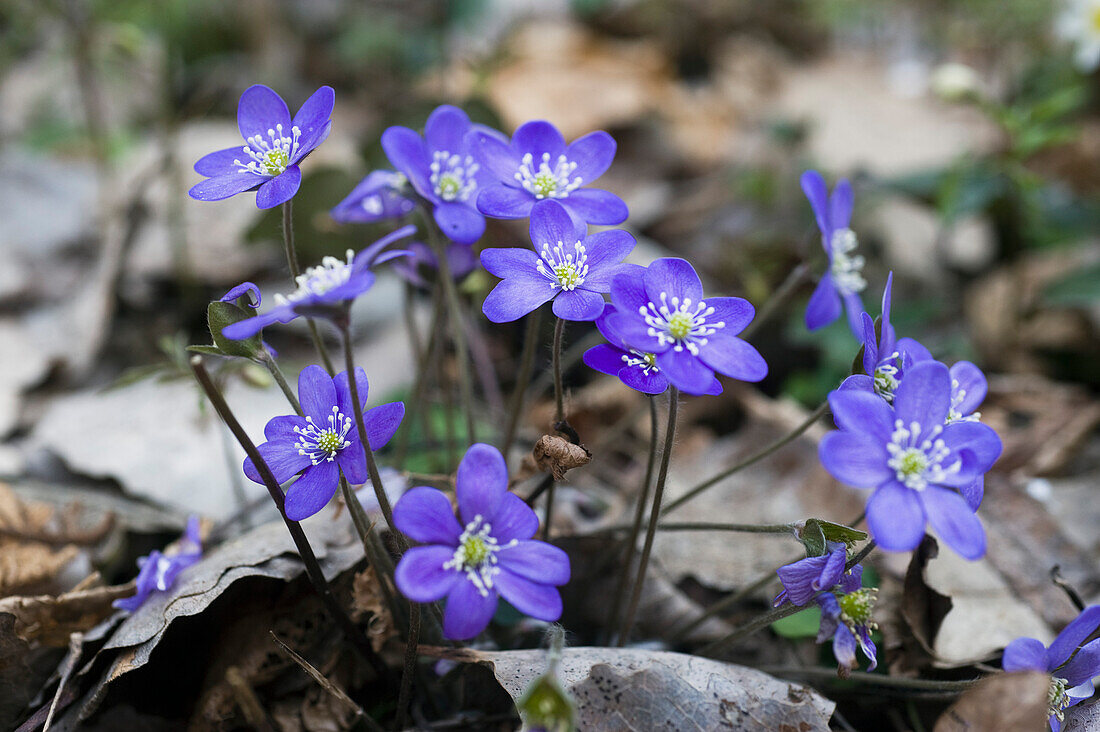 Blaue Leberblümchen (Hepatica nobilis) zwischen Herbstlaub