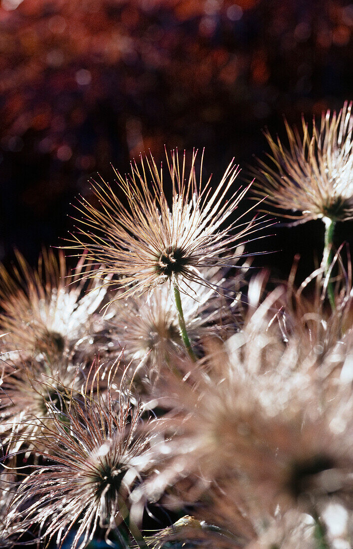 Federschweifartige Früchte der Küchenschelle (Pulsatilla)