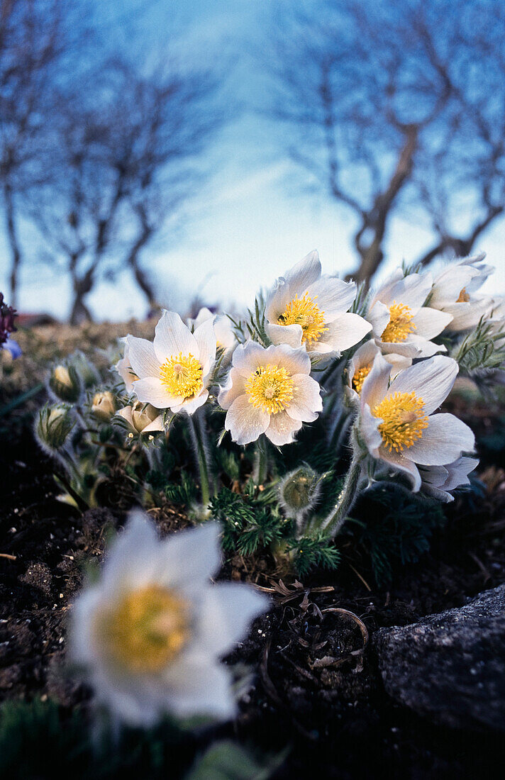 Gewöhnliche Kuhschelle (Pulsatilla vulgaris)  'Alba', Küchenschelle