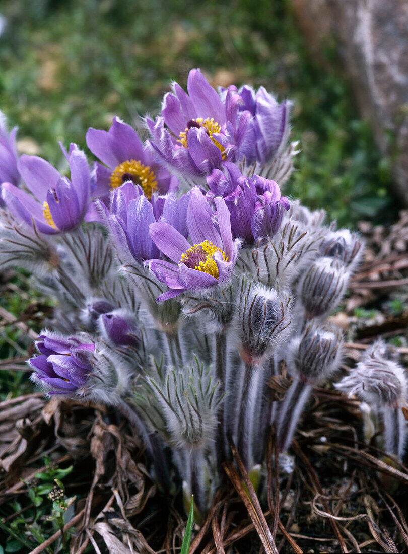 Large common pasque flower (Pulsatilla vulgaris, ssp. Grandis), pasque flower, purple flowers