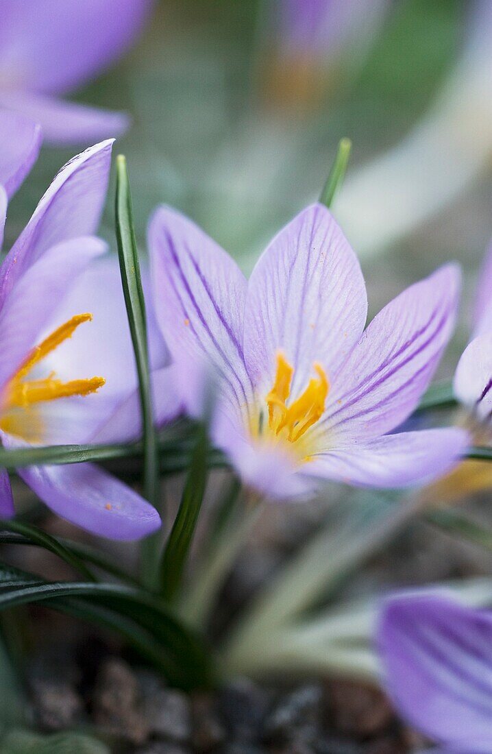 Purple flowers of the Imperato crocus (Crocus imperati ssp suaveolens)