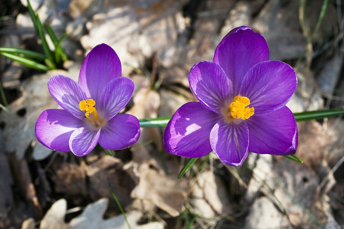 Crocus