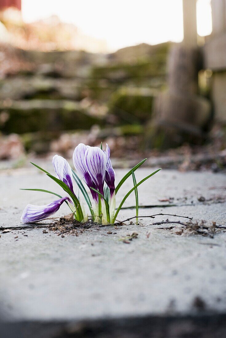 Crocus vernus Pickwick