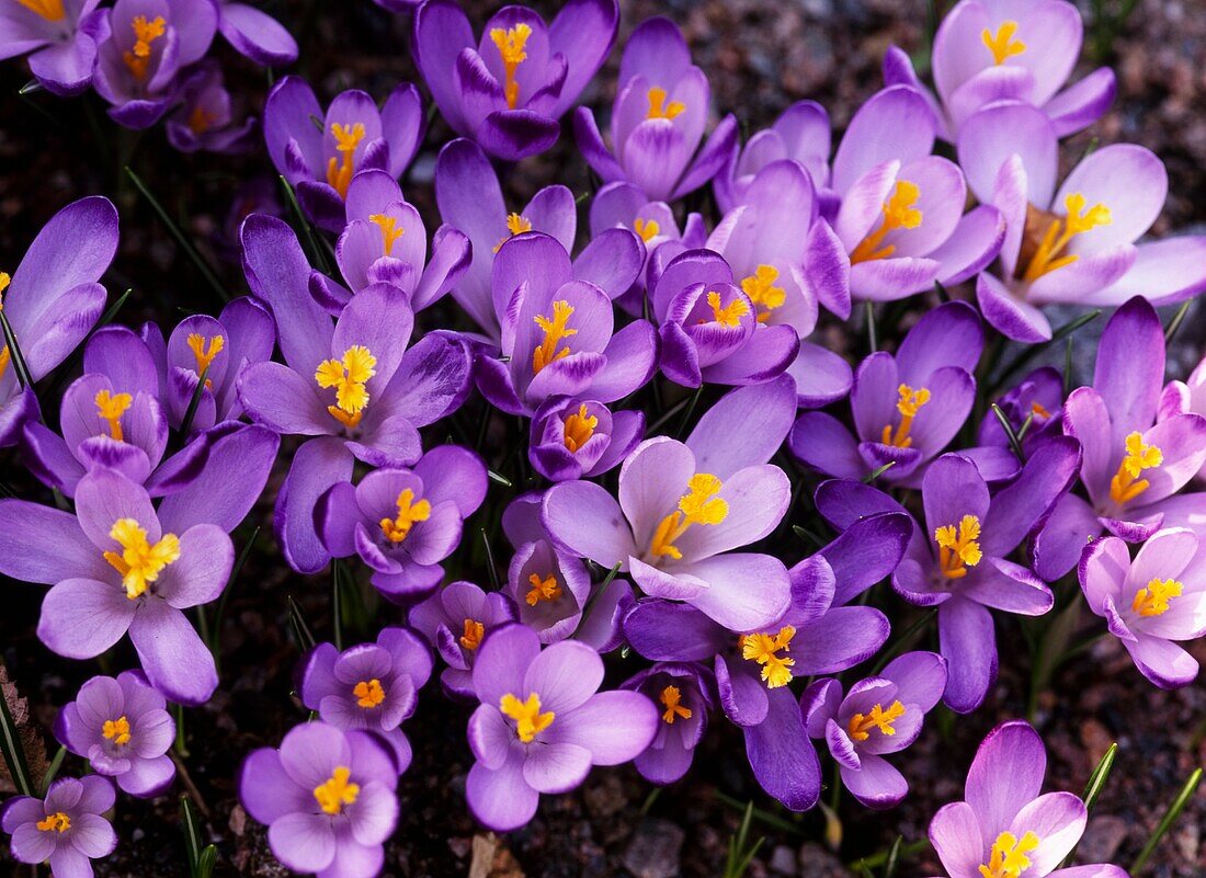 Purple flowers of the spring crocus (Crocus vernus subsp. vernus)