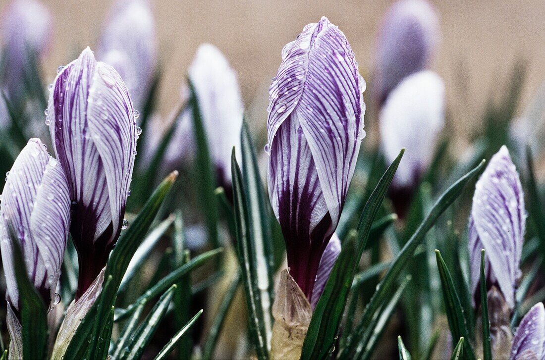 Frühlings-Krokus (Crocus vernus) 'Pickwick' mit Wassertropfen im Blumenbeet