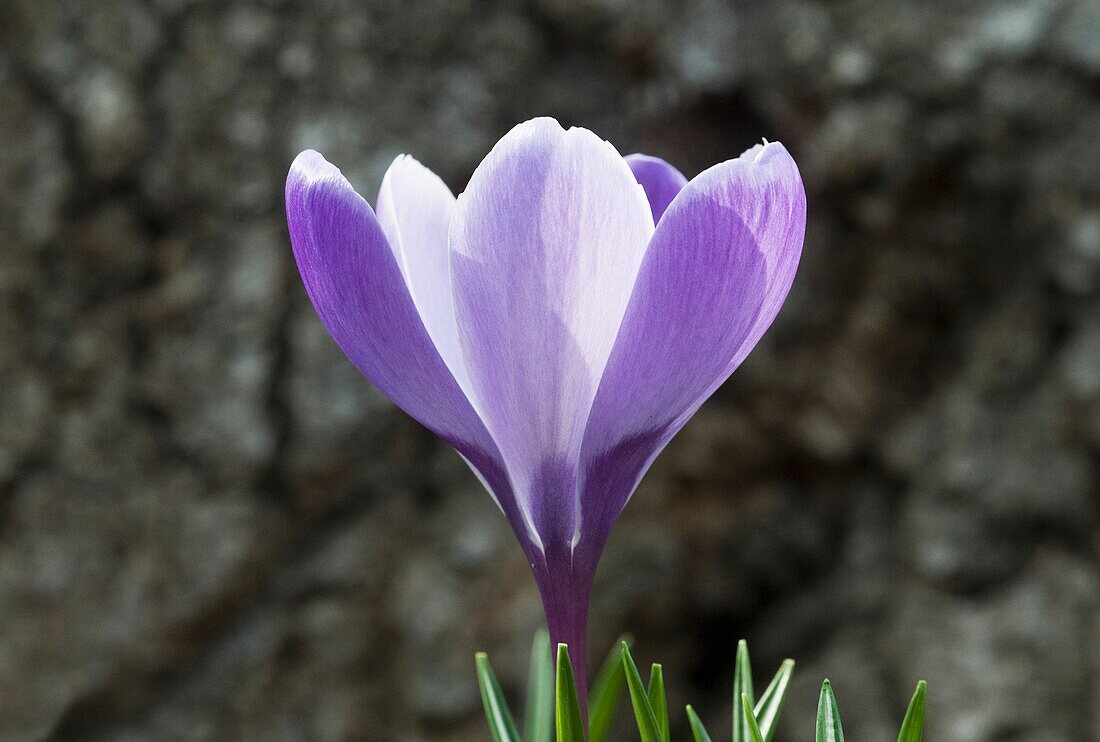Lila Blüte des Frühlings-Krokus (Crocus vernus), auch Frühlings-Safran 'Grand Maître'
