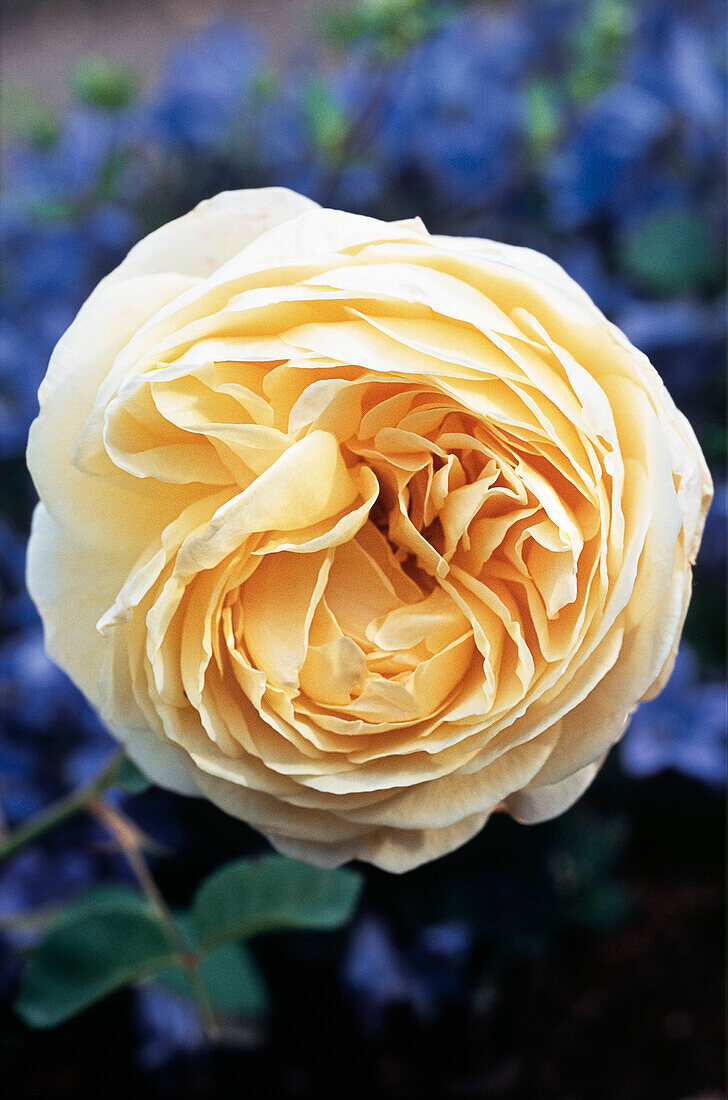 Austin rose, Rosa Charlotte ('Auspoly')