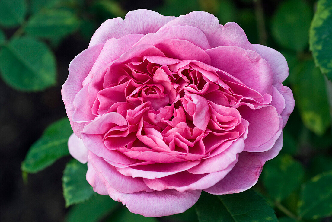 Austin rose, Rosa Gertrude Jekyll ('Ausbord')