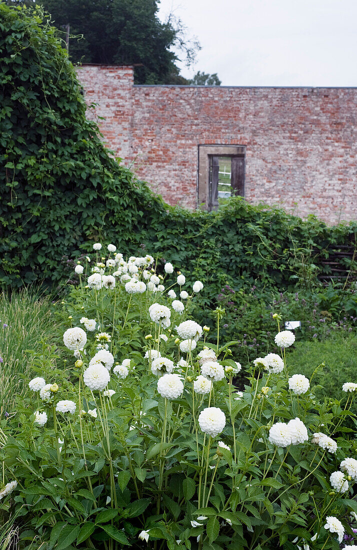 Großfiedrige Dahlien (Dahlia pinnata) 'White Aster' und Echter Hopfen (Humulus lupulus)