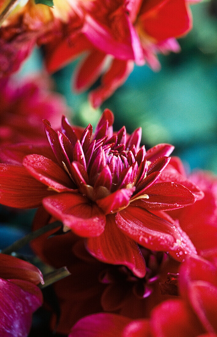 Large fringed dahlia (Dahlia pinnata), red flower heads, portrait