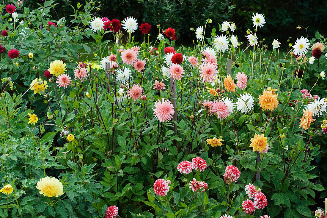 Large-leaved dahlias in the bed 'Dahlia x pinnata', cactus dahlia 'Park Princess' in the middle