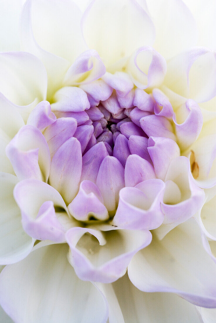 Large-leaved ball dahlia 'Marble Ball' (Dahlia x pinnata), portrait