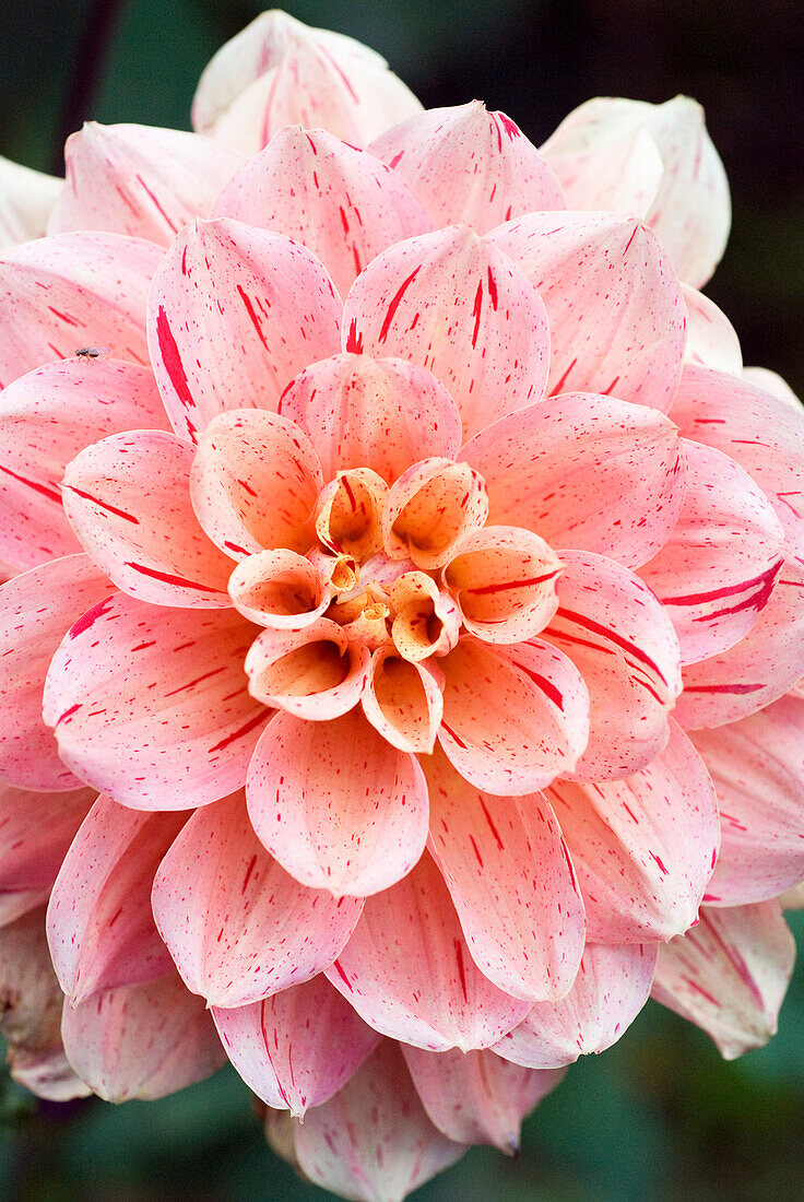 Jewel dahlia (Dahlia x pinnata) 'Peaches and Cream'