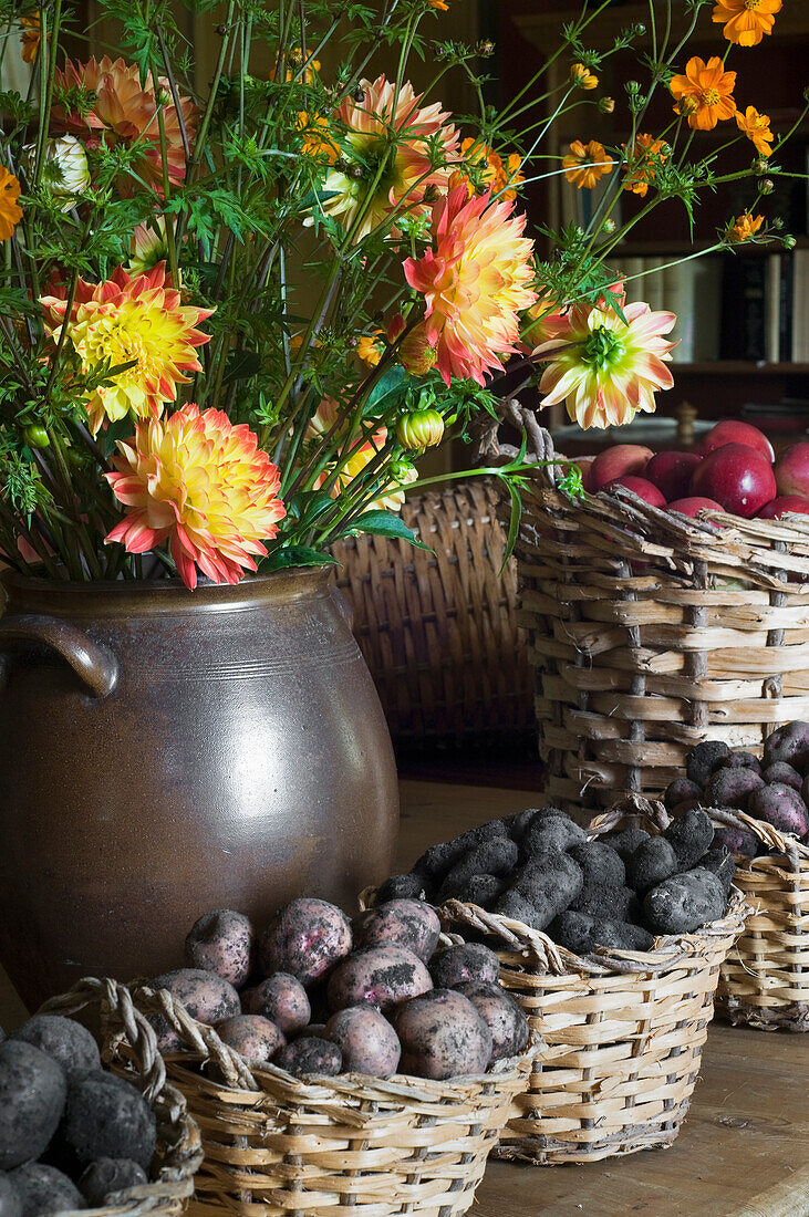 Harvest still life with dahlias, potatoes in baskets, goldenrod, cosmos sulphureus, apple basket