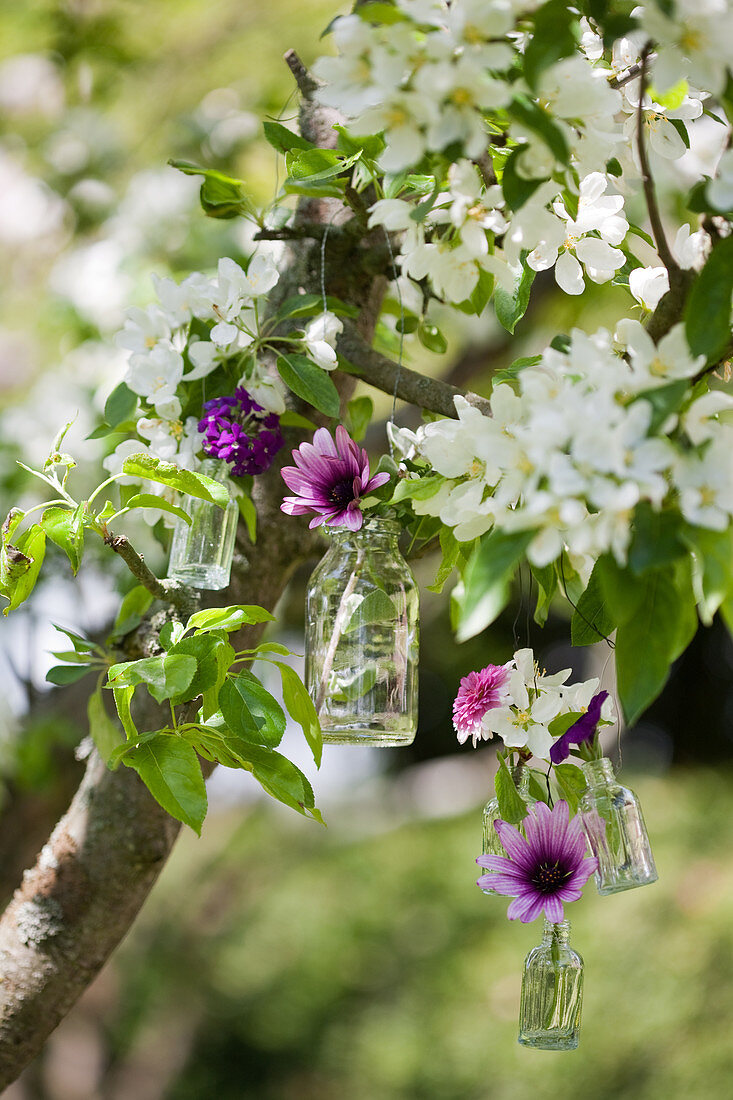 Violette Blumen in kleinen Glasfläschchen im blühenden Obstbaum