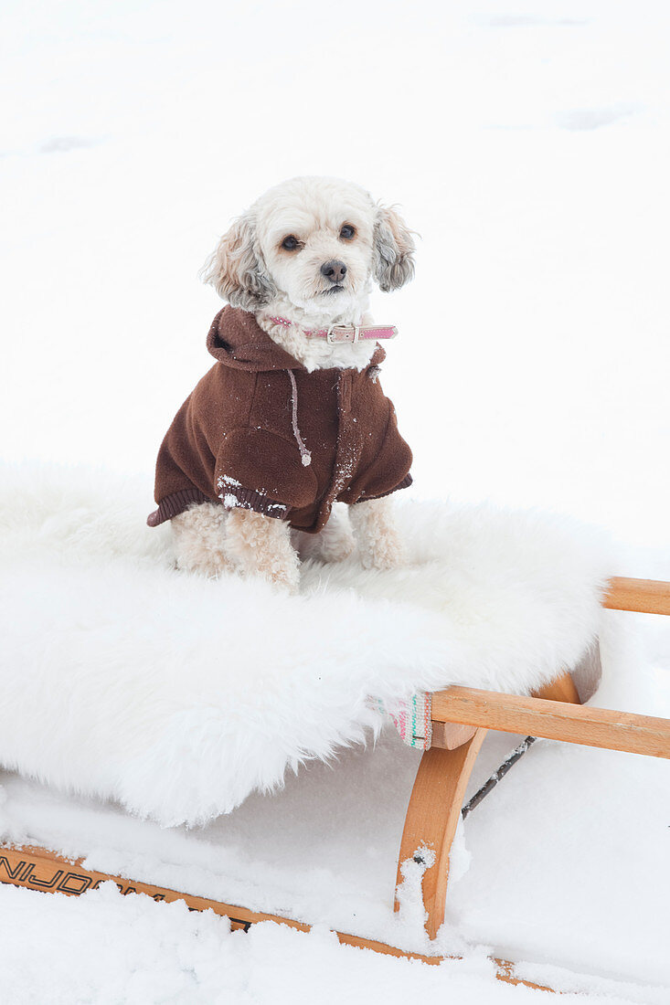Dog wearing winter coat sitting on sledge in snowy surroundings