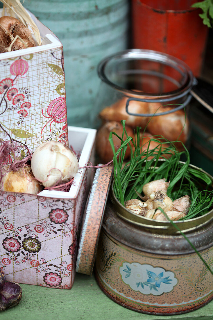 Flower bulbs in nest of grass in old biscuit tin