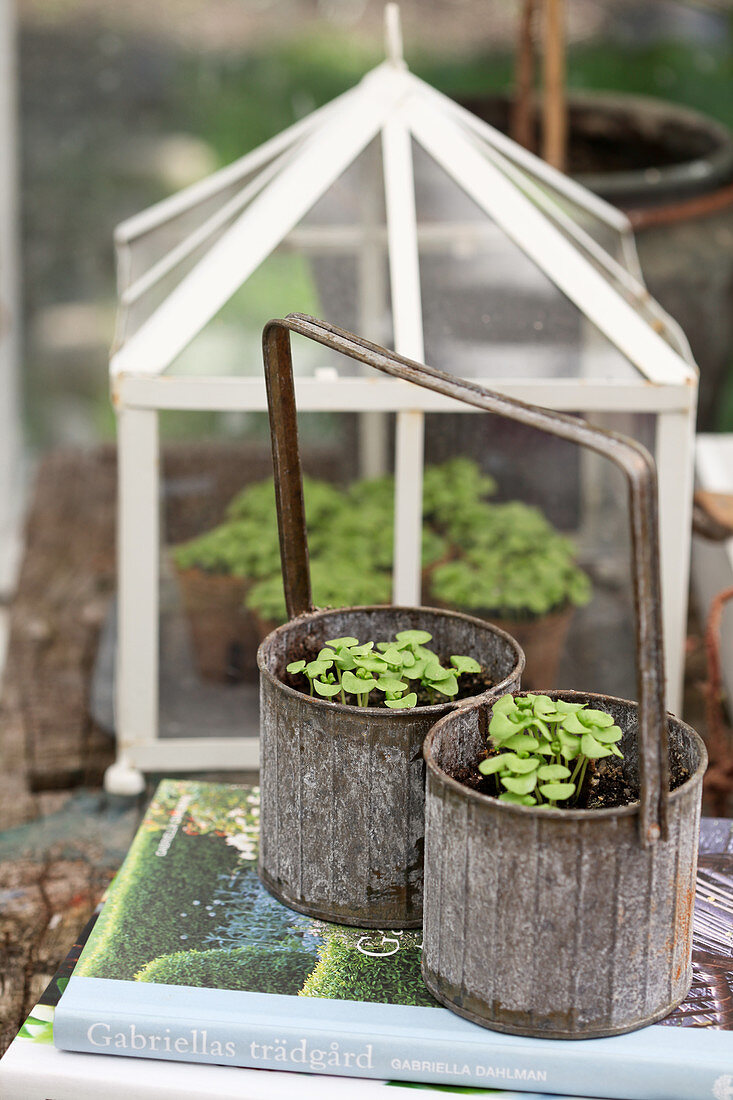 Seedlings in old metal bottle carrier