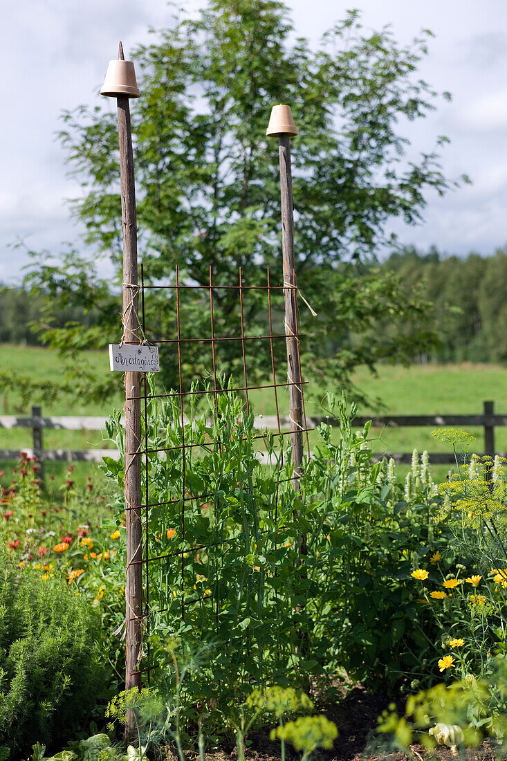 Steel fencing converted into a climbing trellis in a perennial garden during summer