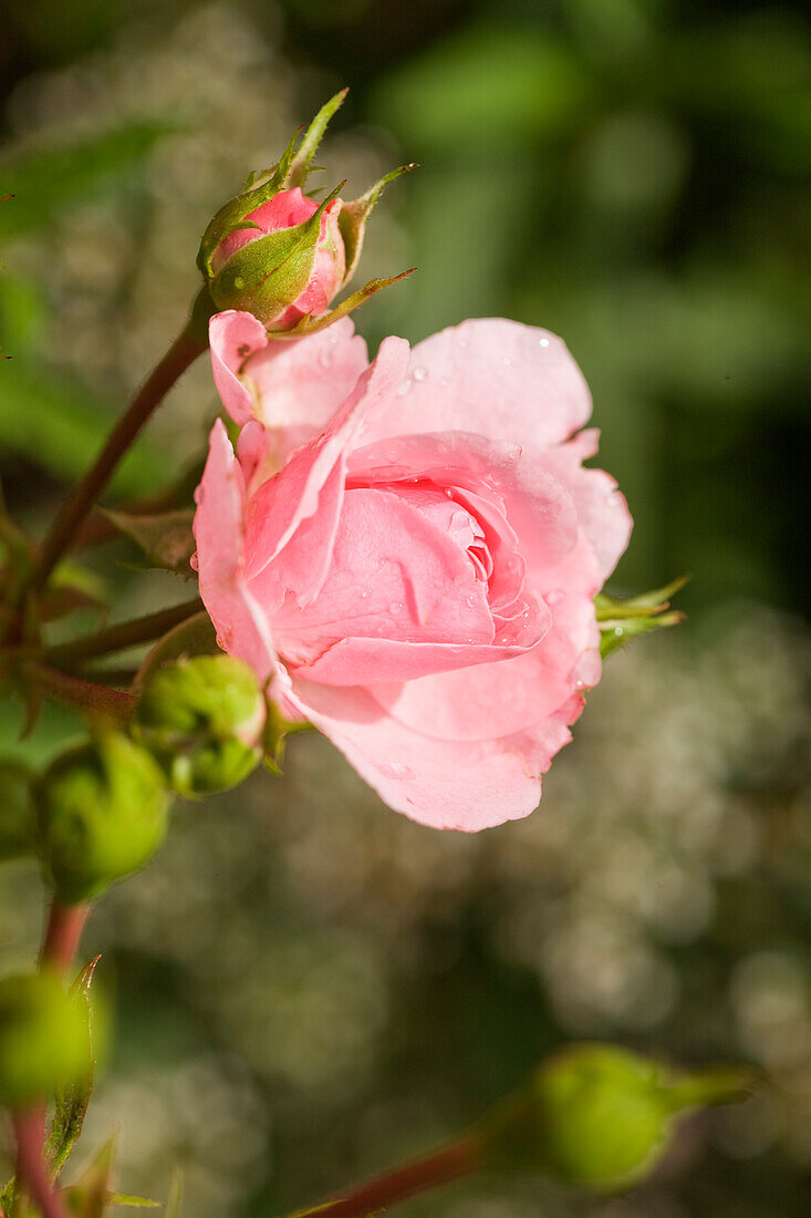 Floribunda rose 'Bonica 82' in the garden, pink blossom