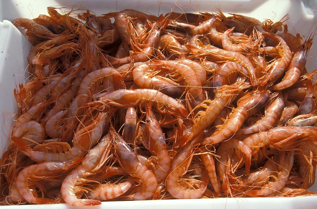 Many Raw Shrimp