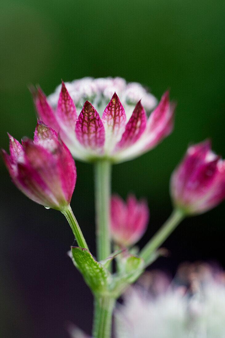 Great Startholder (Astrantia major) 'Jitse'