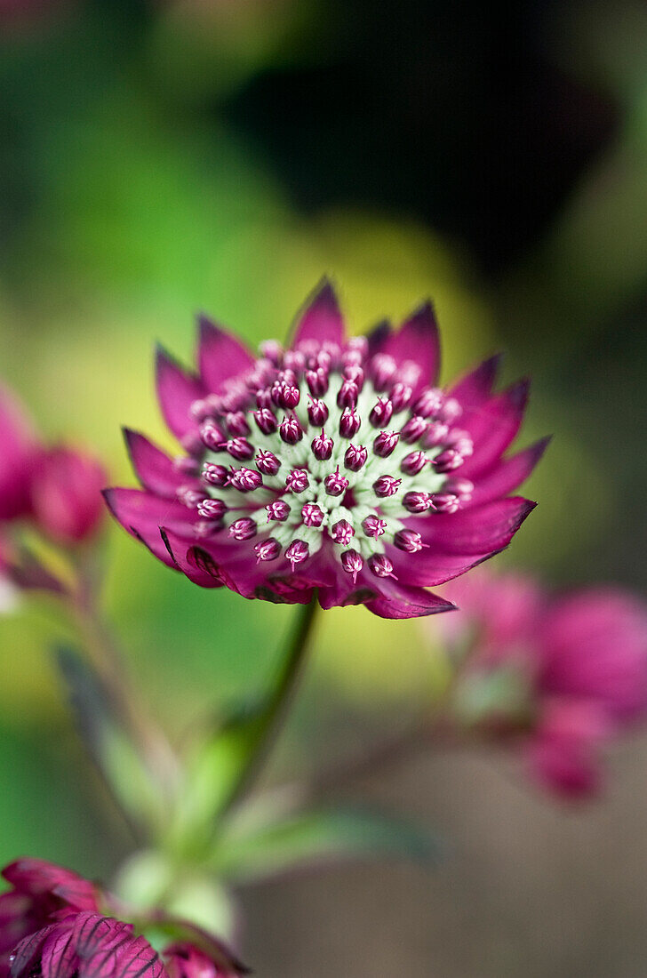 Greater starflower (Astrantia major) 'Venice'