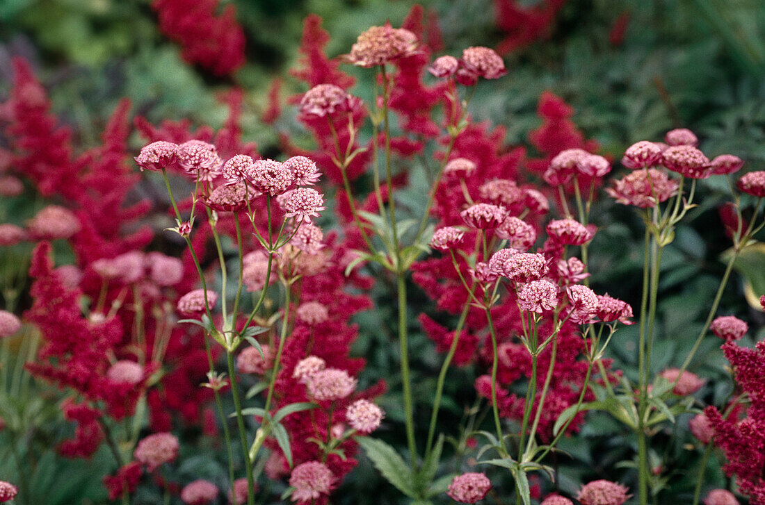 Große Krainer Sterndolde (Astrantia carniolica x major) und Prachtspiere (Astilbe)