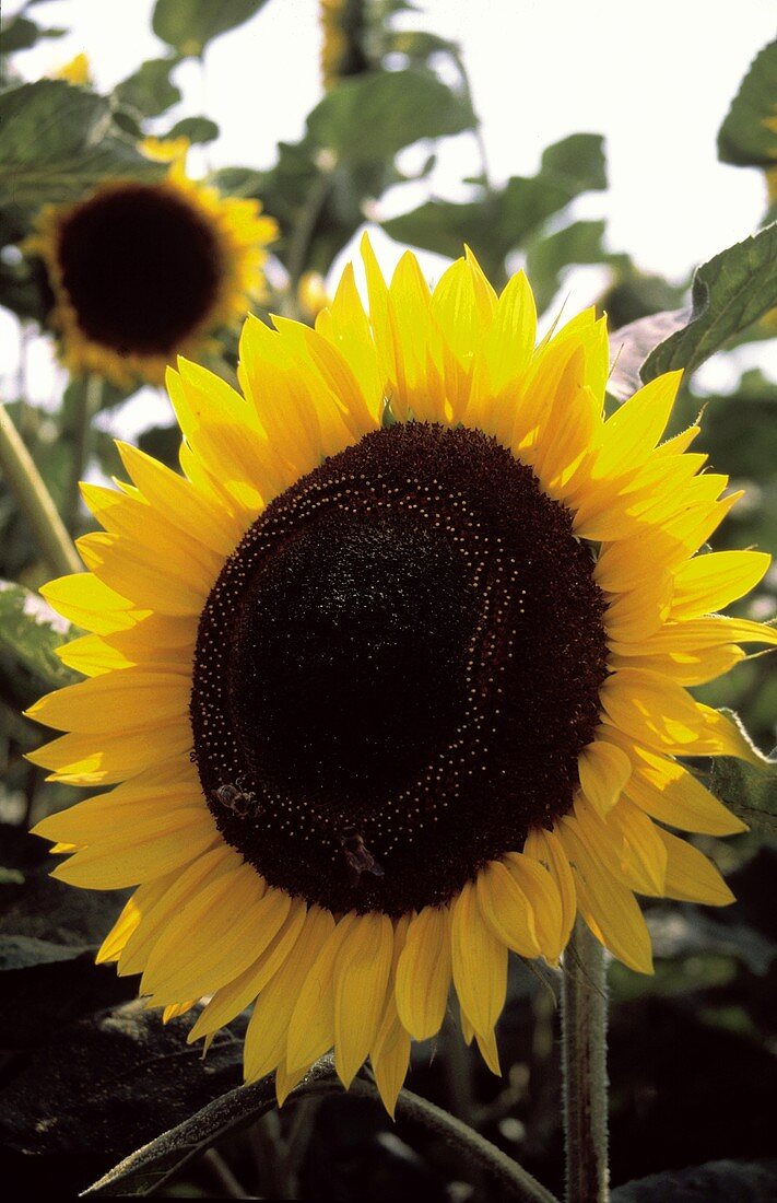 Eine Sonnenblume auf dem Feld