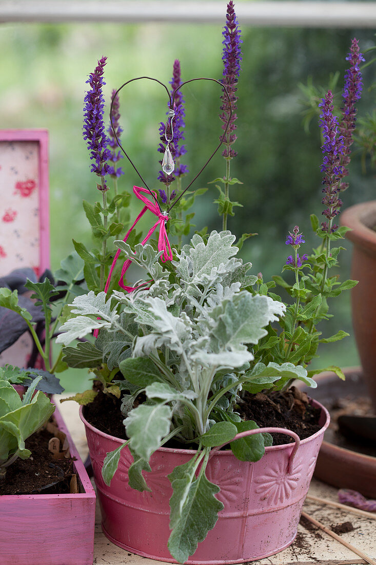 Salvia and heart-shaped decoration in pink metal tub